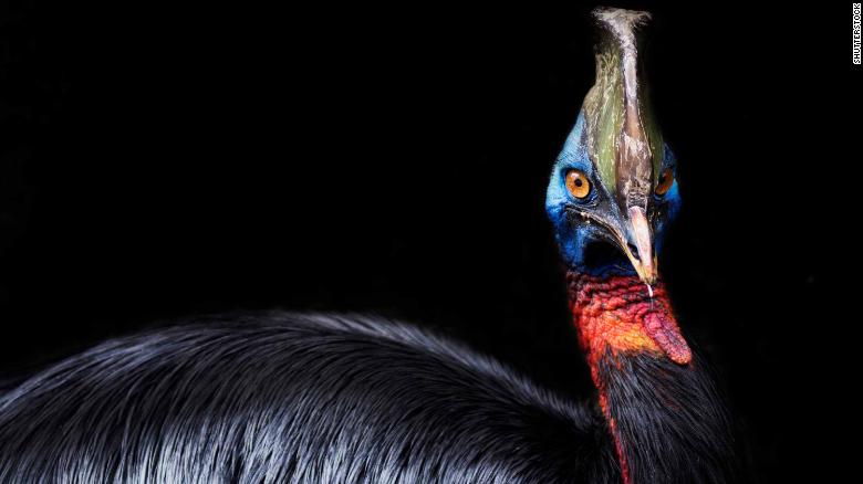 World’s most dangerous bird raised by humans 18,000 years ago, study suggests