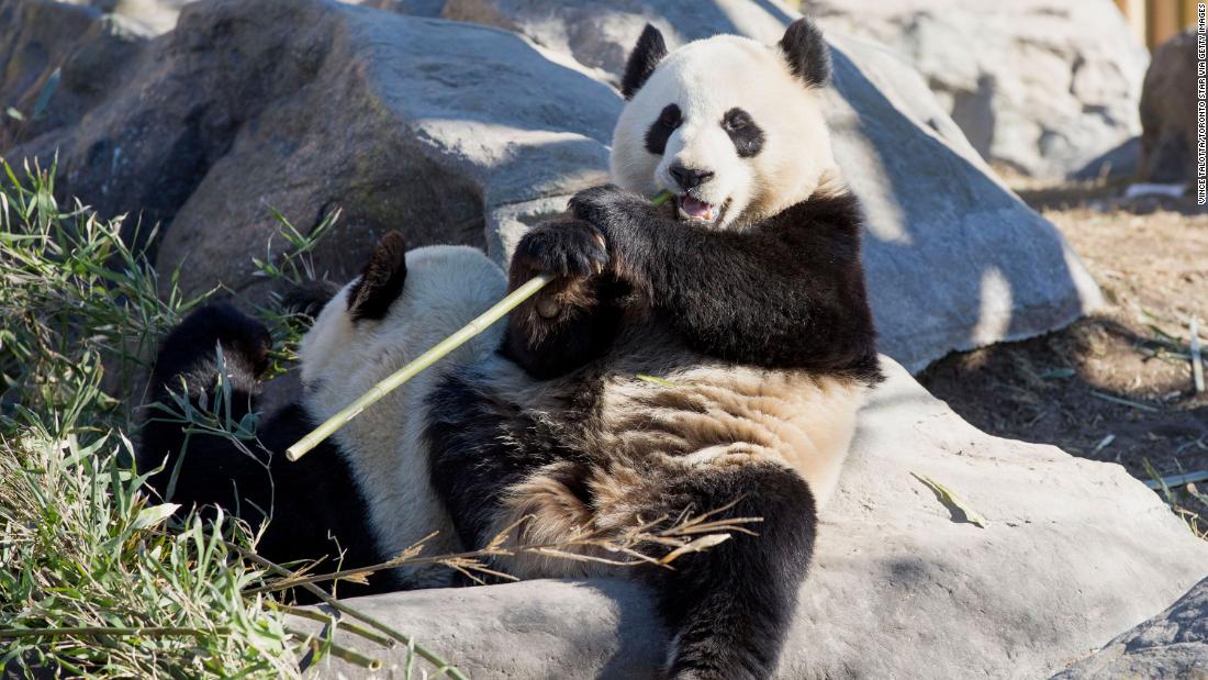 Canada's Calgary Zoo to return two pandas to China because it can't get enough bamboo to feed them