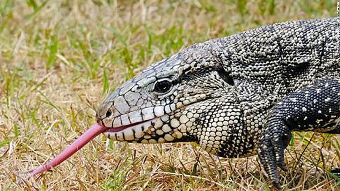 Georgia officials are asking the public to help them track 4-foot long, invasive lizards