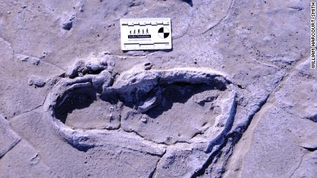 Hundreds of fossilized human footprints found in Africa could reveal ancient traditions
