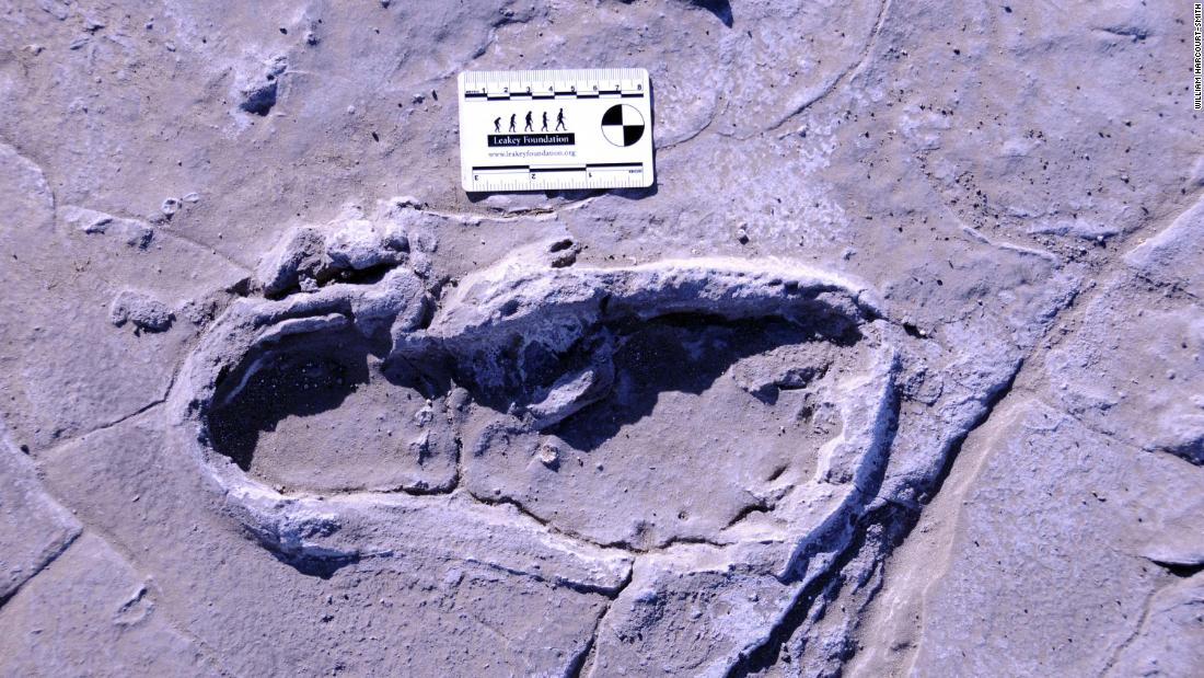This is one of the 408 human footprints preserved at the Engare Sero site in Tanzania. The fossilized footprints reveal a group of 17 people that traveled together, likely including 14 women, two men and one juvenile male.