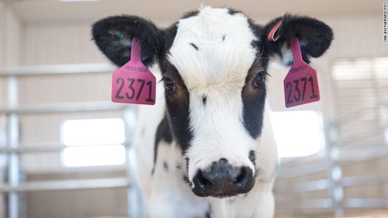 Researchers use cows to develop antibody treatment