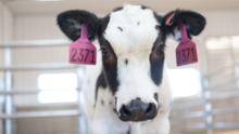 SAb Biotherapeutics uses genetic engineering that allows cows to produce human antibodies that might work to attack the coronavirus in people.