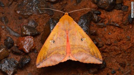 Moths play a vital role in pollinating flowers and plants, new research suggests 