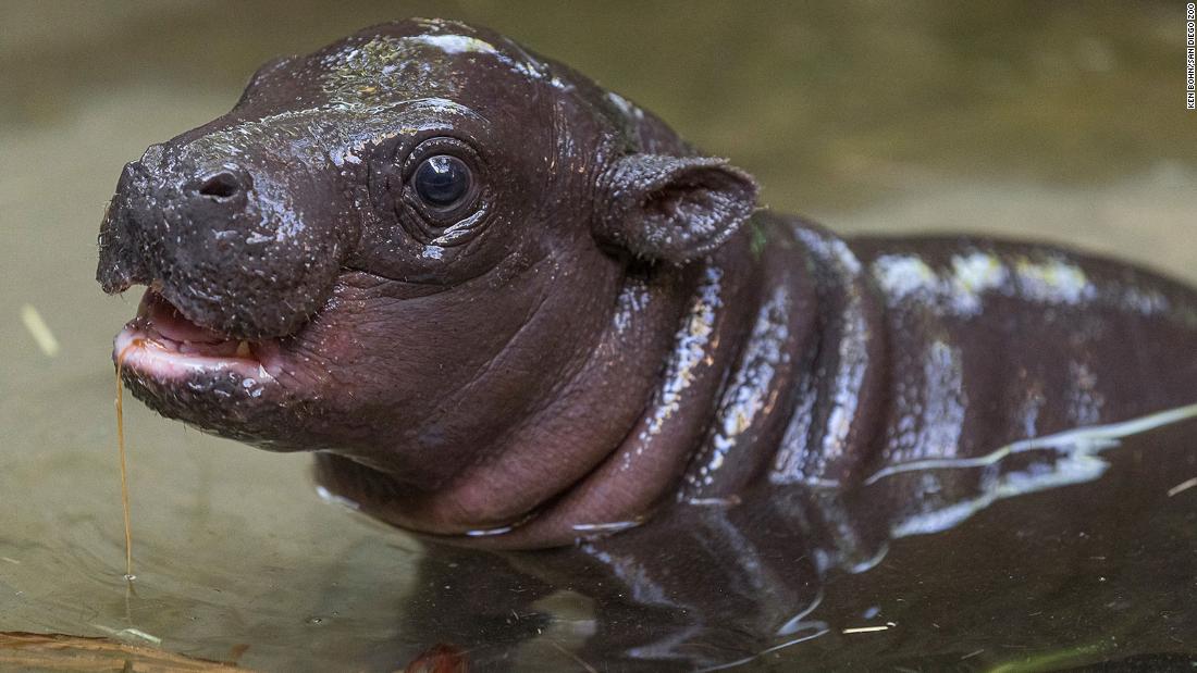 Pygmy hippo was born at the San Diego Zoo, the first in over 30 years | CNN