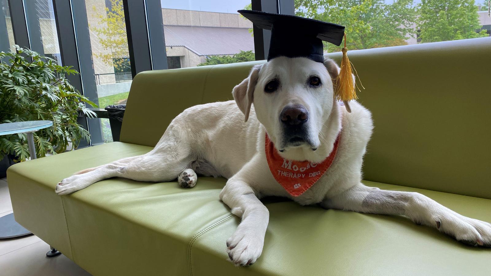 Virginia Tech awards one of its therapy dogs an honorary doctorate ...