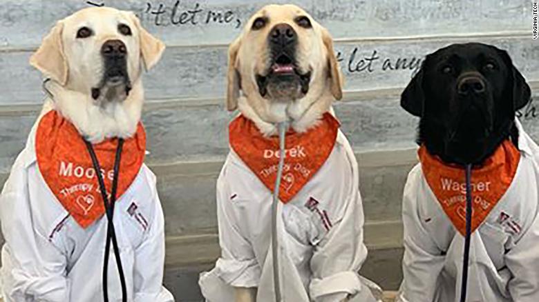Moose y sus compañeros perros de terapia de Virginia Tech Derek y Wagner.