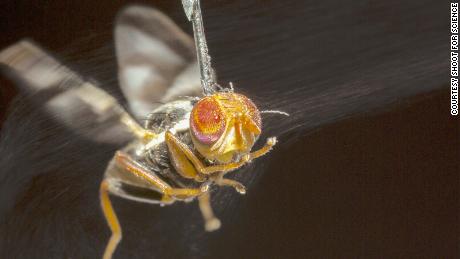 An apple fly tethered with a tiny needle as it tries to distinguish the size and distance of virtual objects.