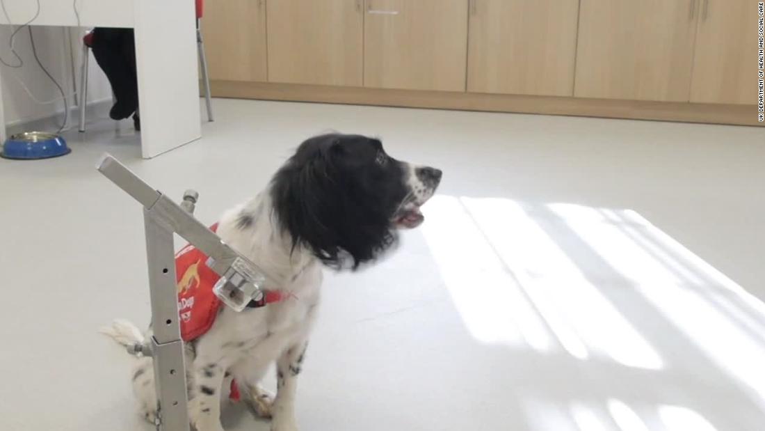 do dogs at the airport sniff for drugs