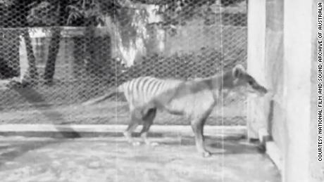 Thylacines had yellowish brown fur, powerful jaws and a pouch for its young.