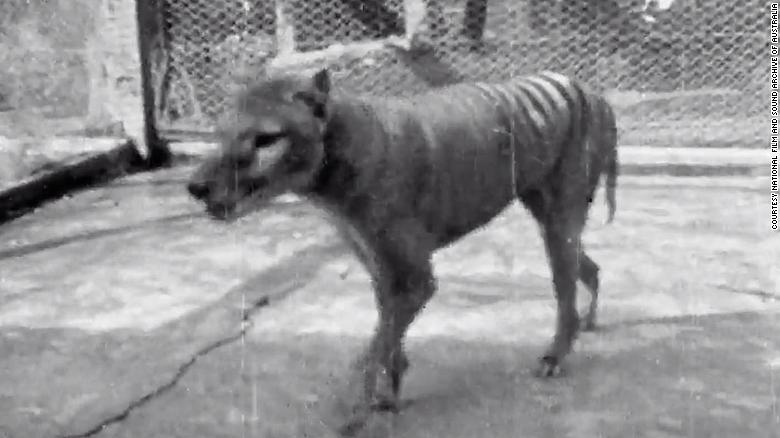 Newly released footage from 1935 captures last-known thylacine