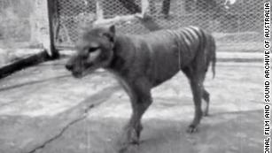 'Precious' footage from 1935 of last-known Tasmanian tiger released