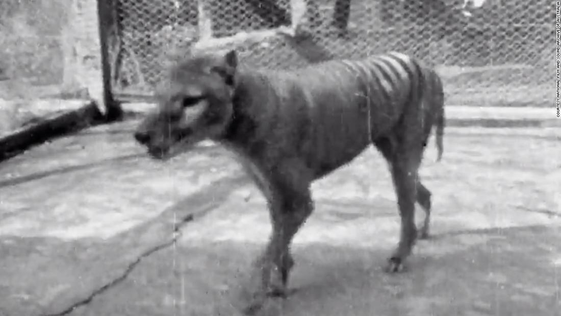 Tasmanian tiger could be resurrected from extinction