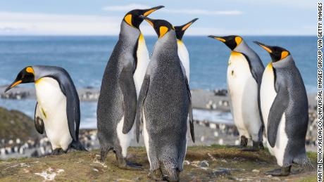 Antarctic penguins release an extreme amount of laughing gas in their feces, it turns out