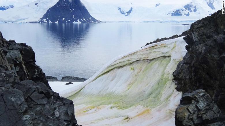2018年，在南极洲的安克雷奇岛上看到了多色的雪藻。 
