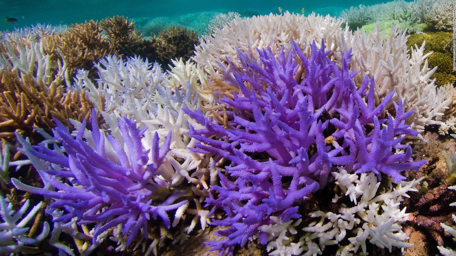 Glowing coral reefs are striving to recover from bleaching, study says