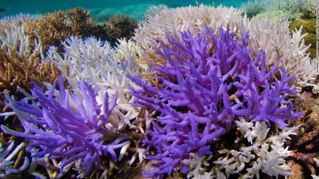 Glowing coral reefs are striving to recover from bleaching, study says - CNN