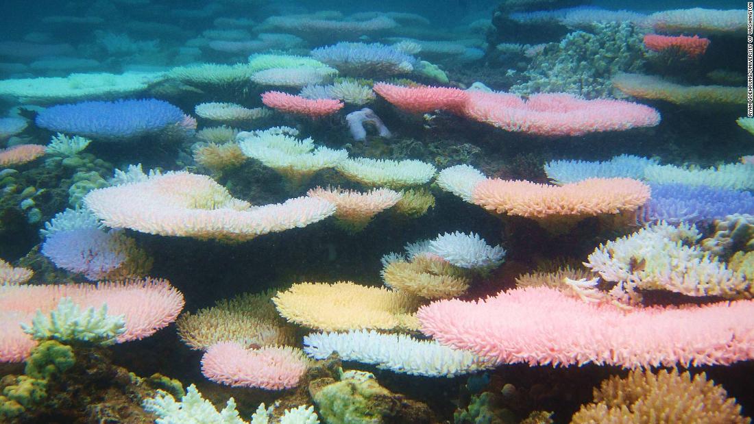 Glowing Coral Reefs Are Striving To Recover From Bleaching Study Says