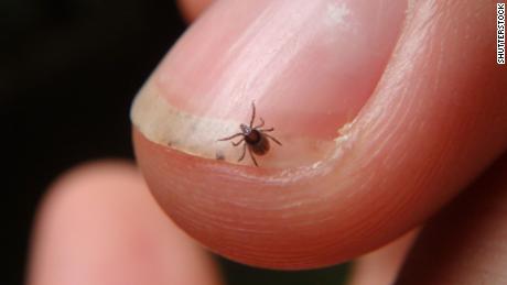 Warmer weather means it's time to watch out for ticks
