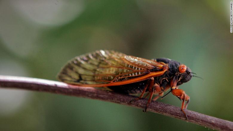 17-year cicadas are set to emerge from underground this year.