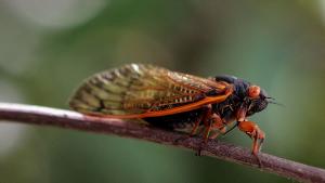 A cicada sits on a twig in a forest preserve June 11, 2007 in Willow Springs, Illinois. The cicada is one of millions in the area that have emerged from the ground and taken to the trees during the past couple of weeks, part of a 17-year hatch cycle.  (Photo by Scott Olson/Getty Images)