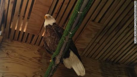 A bald eagle has been released back into the wild after recovering from lead poisoning