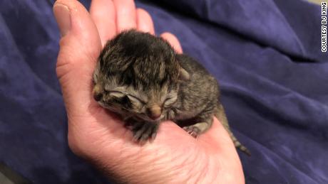 Meet Biscuits and Gravy, the kitten born with two faces