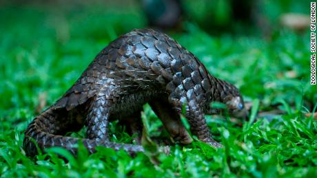 Pangolins are under threat. 