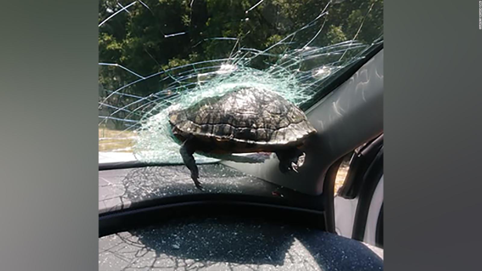 A turtle smashed through a woman's windshield while she was driving on ...