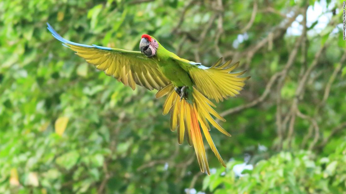 Costa Rica&#39;s lush rainforests are home to hundreds of rare species. Endangered great green macaws, with wingspans of up to 90 centimeters, raucously fly through the canopies. 