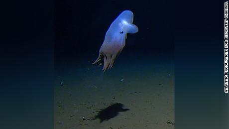 Deep-sea explorers were startled to encounter the creature more than 4 miles beneath the Indian Ocean.