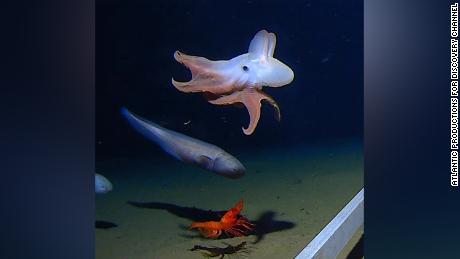 Researchers believe the creature is a new species of Dumbo octopus, named because of its ear-like fins.
