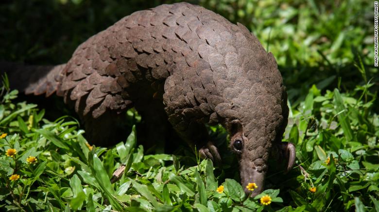 A white-bellied pangolin  rescued from local animal traffickers at the Uganda Wildlife Authority office in Kampala, Uganda, on April 9, 2020.