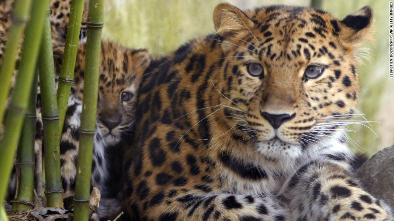 Amur leopards are now critically endangered.