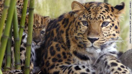 Amur leopards are now critically endangered.