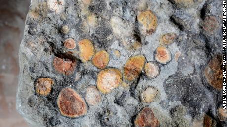 This stomach block from the nodosaur is about the size of a soccer ball. 