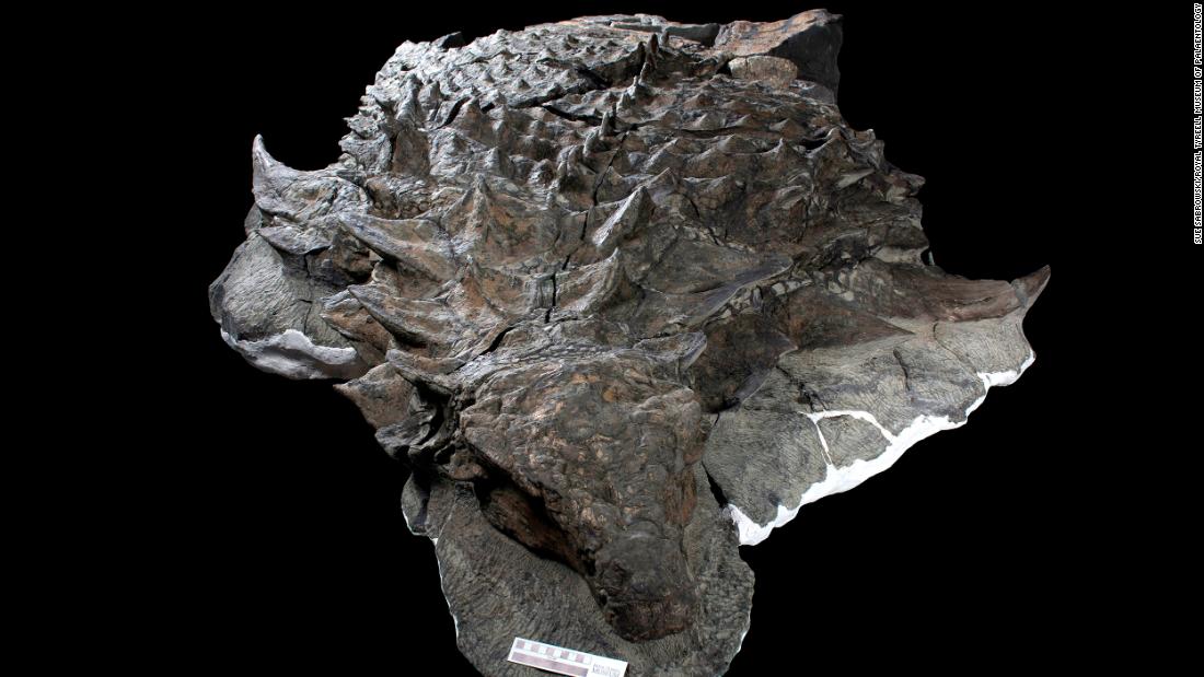 &lt;strong&gt;Full belly:&lt;/strong&gt; Dinosaur stomachs and evidence of their diets are rarely preserved in the fossil record, but the last meal eaten by an armored nodosaur just before it died was captured in exquisite detail, &lt;a href=&quot;https://www.cnn.com/2020/06/02/world/nodosaur-fossil-stomach-contents-scn-trnd/index.html&quot; target=&quot;_blank&quot;&gt;according to a study of a unique fossil published in June&lt;/a&gt;.