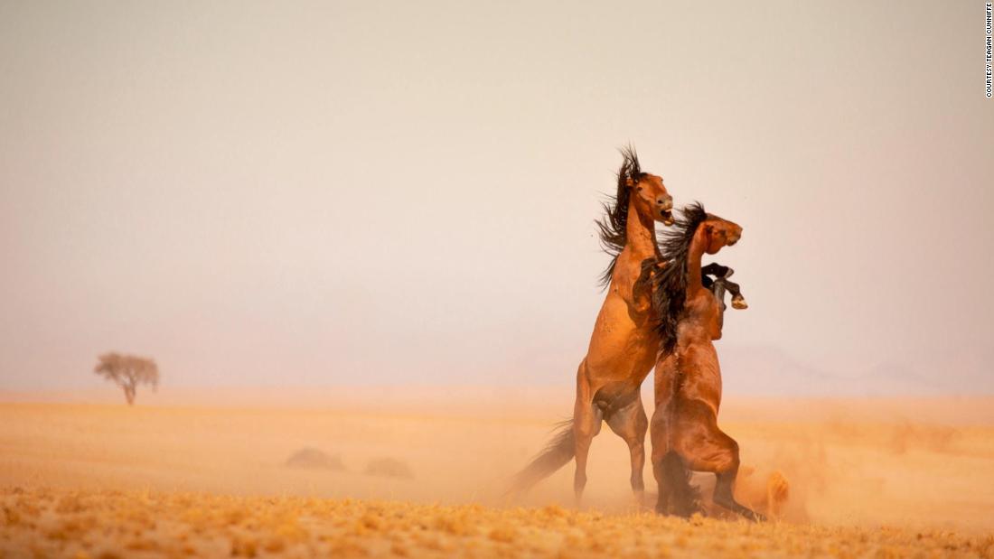 Namibia S Last Wild Horses Face Perilous Future Cnn Travel