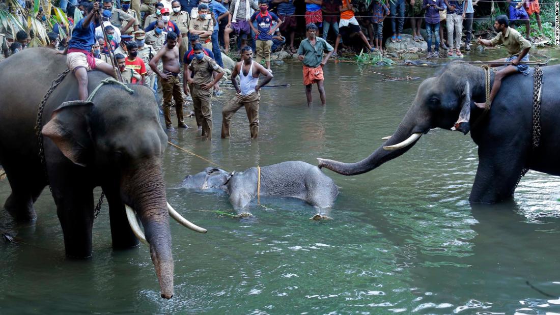 Elephant in Kerala dies after suspected firecrackers hidden in fruit