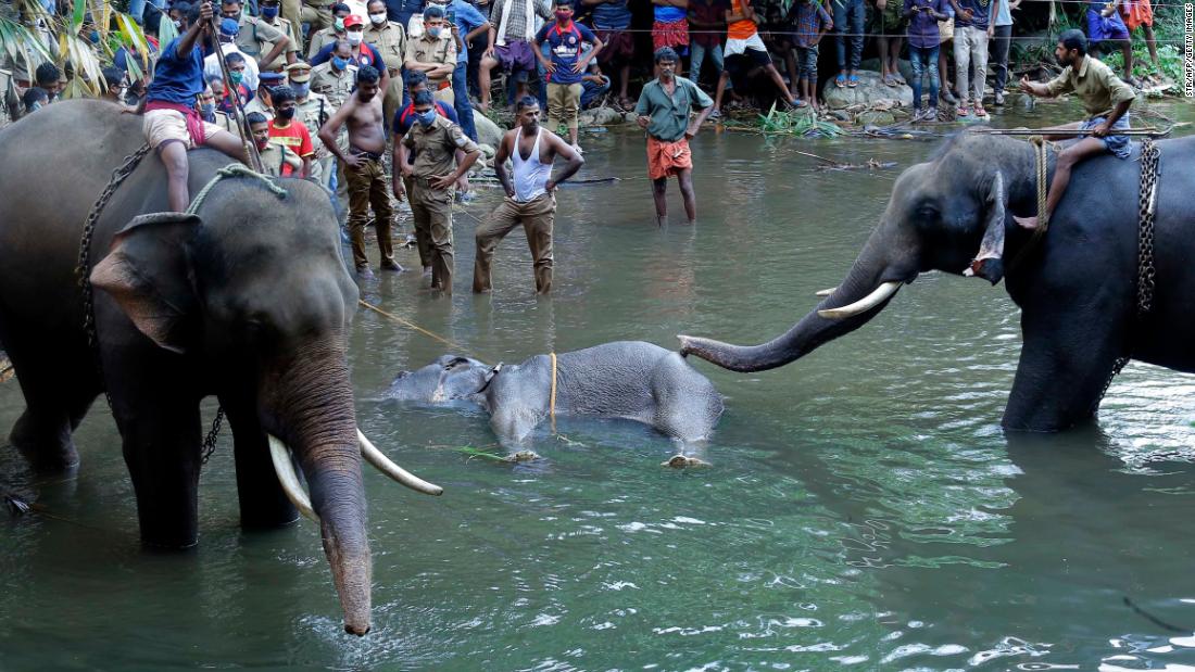 Elephant in Kerala dies after suspected firecrackers hidden in fruit