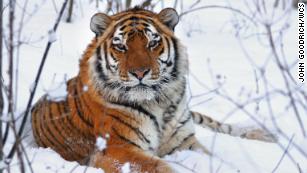 What is the real tiger king? Answer: The Siberian tiger, and its kingdom is under attack