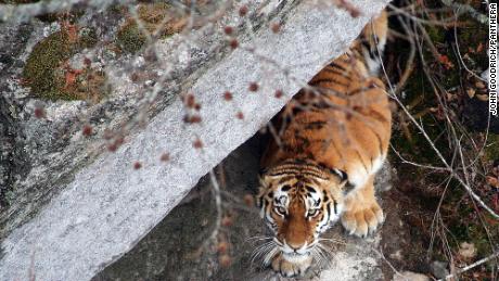 Sadly there are only 500 of these tiger royalty left in the wild -- 95% of which live in the Russian far east, according to WCS. An estimated 3,900 tigers remain in the wild in total.