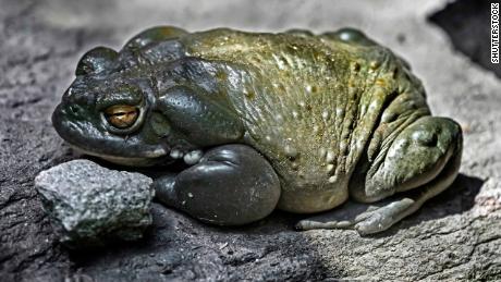 The Bufo alvarius toad, pictured here in a stock image, is found in Arizona, New Mexico and Mexico.