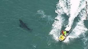 Video Surfer thanks friend, rescuers for saving his life after shark attack  - ABC News