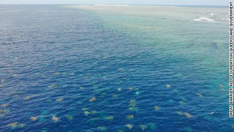 Drone footage captures thousands of turtles nesting