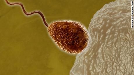 A woman's eggs choose lucky sperm during last moments of conception, study finds