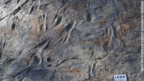 The footprints were up to 24 centimeters in length. 