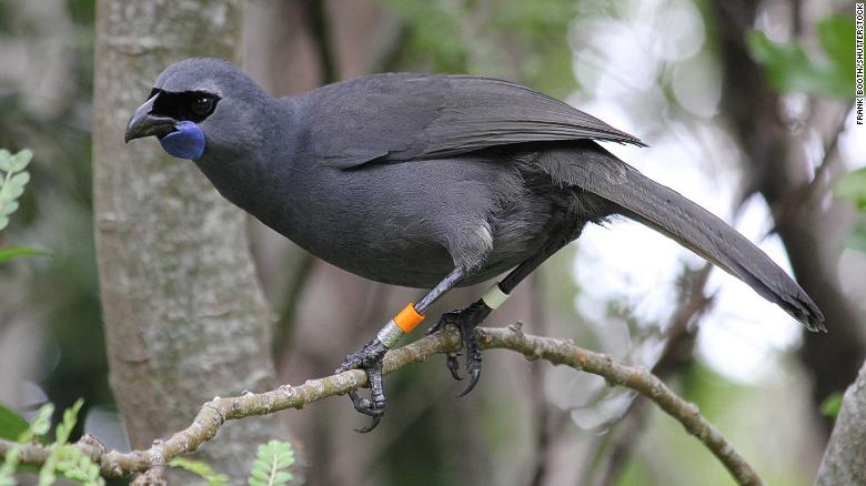 A Kokako -- a New Zealand native  bird -- in Tiritiri Matangi Island Wildlife Sanctuary.