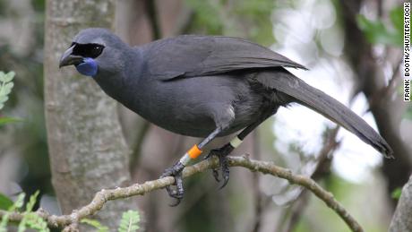 A Kokako -- a New Zealand native bird -- in Tiritiri Matangi Island Wildlife Sanctuary.