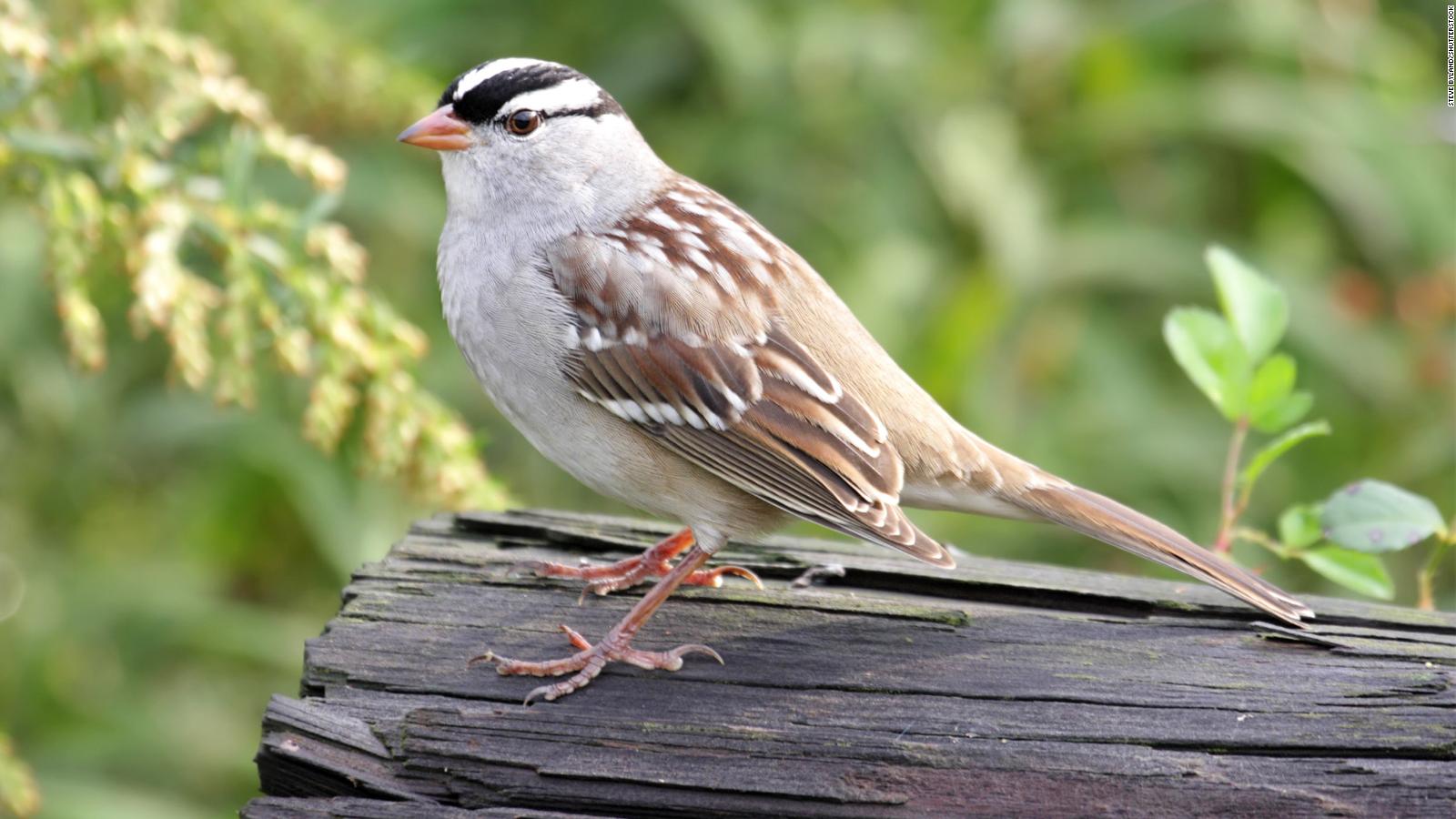 Birds aren't all singing the same song. They have dialects, too - CNN